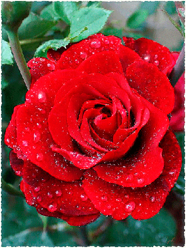 Картинка цветок Роза