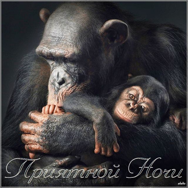 Прикольная картинка с шимпанзе Приятной ночи - спокойной ночи