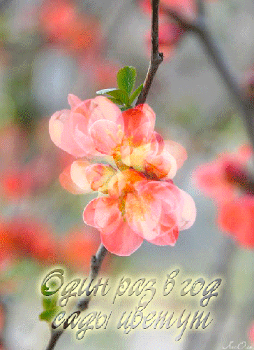Картинка про весну: Один раз в год сады цветут! - весна