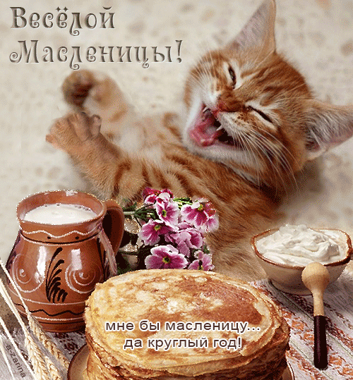 Весёлой Масленицы! Кот и масленица
