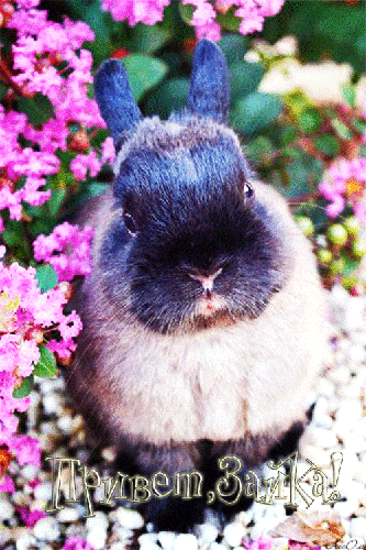 Анимашка с кроликом Привет, зайка - привет, gif, открытки