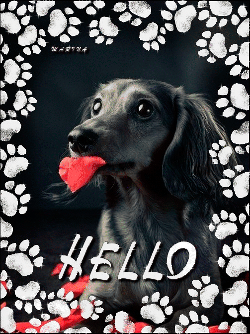 Анимация с собакой - Приветствие для друзей - привет, gif, открытки
