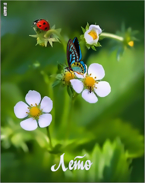 Красивая летняя картинка с бабочкой - лето, gif, открытки