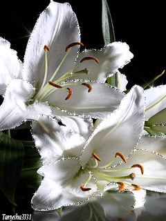 Анимация Белоснежная лилия - цветы, gif, открытки