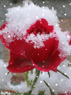 Анимация Роза под снегом - цветы, gif, открытки