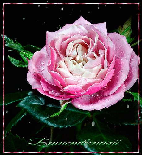 Картинка гифка роза - цветы, gif, открытки