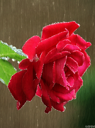 Красная роза под дождем - цветы, gif, открытки