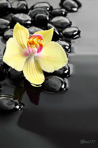 Фото картинка Желтая орхидея - цветы, gif, открытки