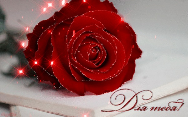 Анимации Роза в мерцании светил - цветы, gif, открытки