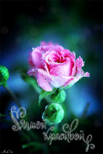 Гиф картинка Роза для самой красивой девушки - цветы, gif, открытки