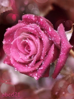 Картинка прекрасная роза - цветы, gif, открытки