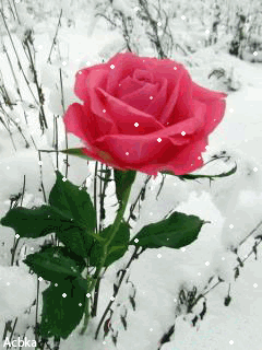 Роза в зимнем саду - цветы, gif, открытки