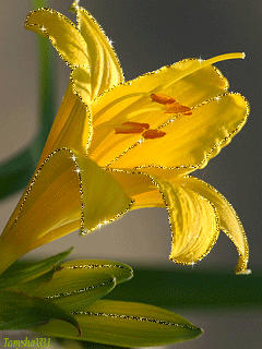 Анимация Желтая лилия - цветы, gif, открытки