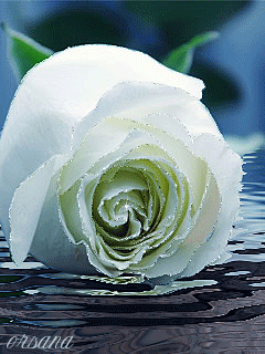 Белая роза анимация - цветы, gif, открытки