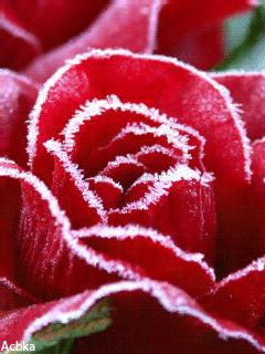Картинка Зимняя роза - цветы, gif, открытки