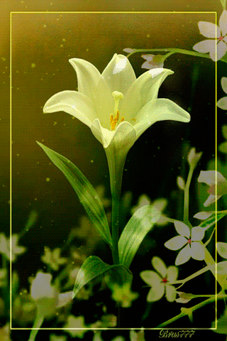 Анимашка Белая лилия - цветы, gif, открытки