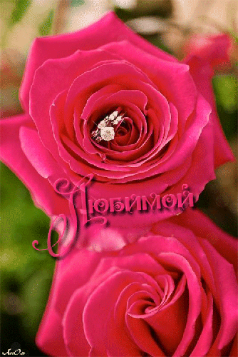 Анимация роза для любимой - цветы, gif, открытки