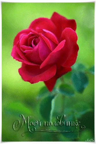 Красивая роза Моей половинке - цветы, gif, открытки
