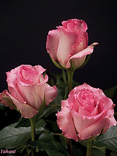 Три розовые розы - цветы, gif, открытки