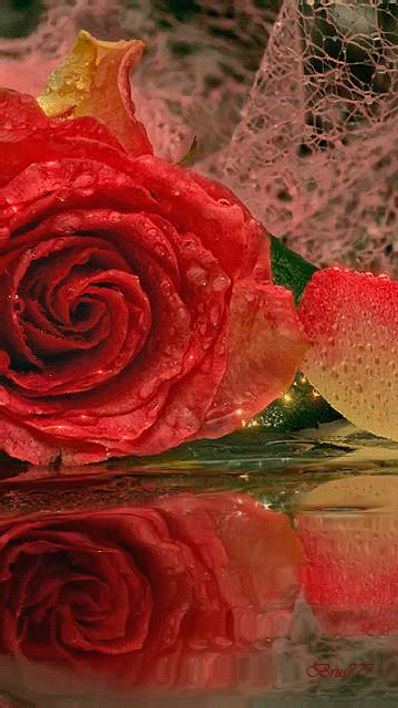 Анимация Красная роза - цветы, gif, открытки
