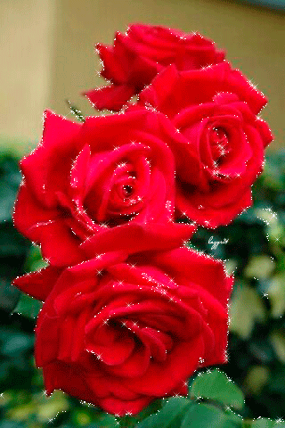 Яркие мерцающие розы анимашка - цветы, gif, открытки