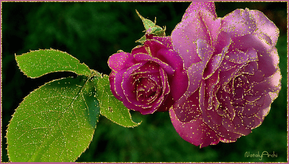 Блестящая роза - цветы, gif, открытки
