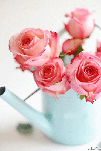 Анимация Бутоны роз - цветы, gif, открытки