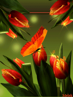 Бабочка на тюльпане - цветы, gif, открытки
