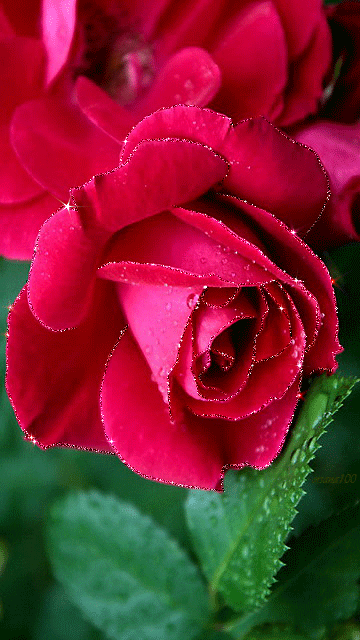 Шикарная красная роза анимация