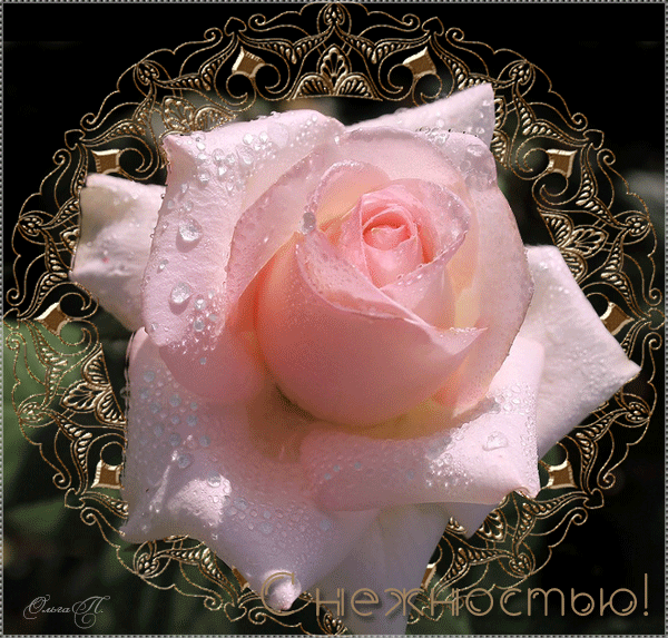 Картинка с большой розовой розой: С нежностью! - цветы, gif, открытки