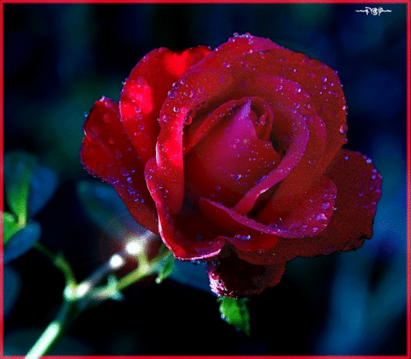 Шикарная красная роза