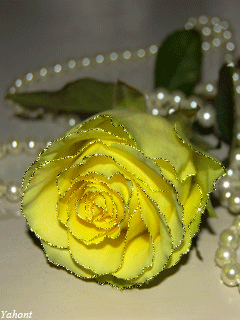 Желтая роза фото анимация - цветы, gif, открытки
