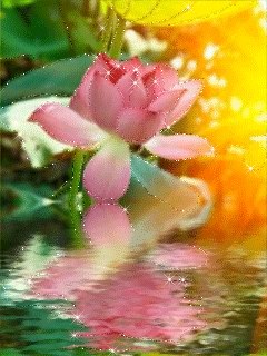Картинка Шикарный лотос - цветы, gif, открытки