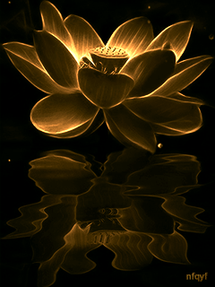 Анимация Золотой лотос - цветы, gif, открытки