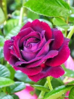 Фото картинка Бордовая роза - цветы, gif, открытки