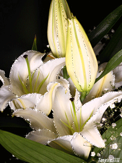 Бутоны белой лилии анимация - цветы, gif, открытки