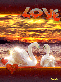 Влюбленные лебеди - любовь, gif, открытки