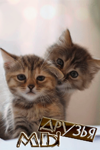 Анимашка с котятами - Мы друзья - друзьям, gif, открытки