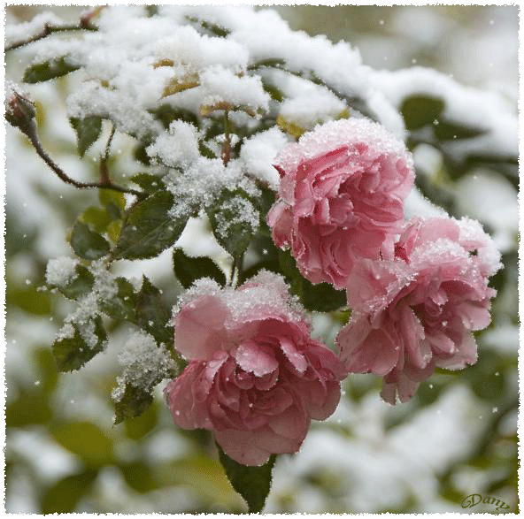 Цветы под снегом - зима