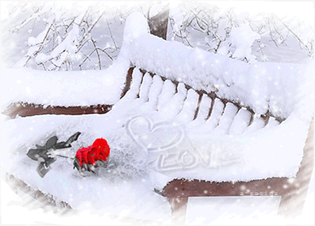 Роза на заснеженной скамейке - зима, gif, открытки