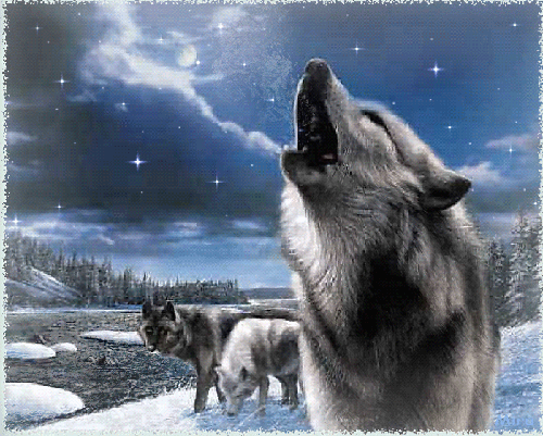 Волчица воет на луну - зима