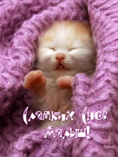 Картинка спящего котенка - кошки, gif, открытки