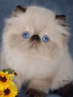 Сиамский котенок - кошки, gif, открытки
