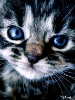 Красивый котенок - кошки, gif, открытки