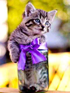 Прикольный котенок в подарок - кошки, gif, открытки