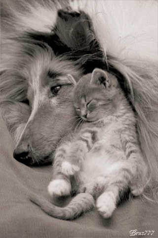 Кошка с собакой - Очаровательная пара - кошки, gif, открытки