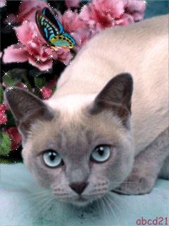 Голубоглазая киса - кошки, gif, открытки