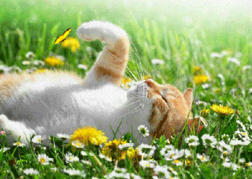 Котенок с бабочкой на лужайке - кошки, gif, открытки