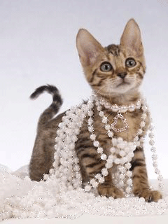 Кошечка с ожерельем - кошки