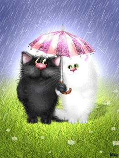 Котики под дождем - кошки